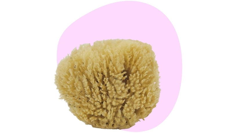 Key West Sea Sponge